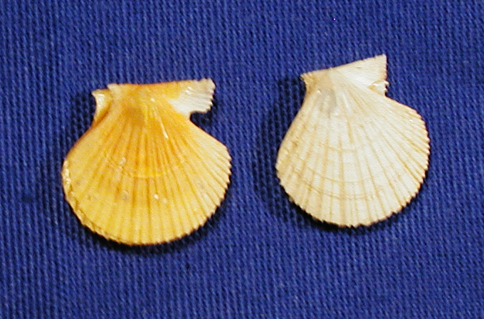 Famiglia Pectinidae